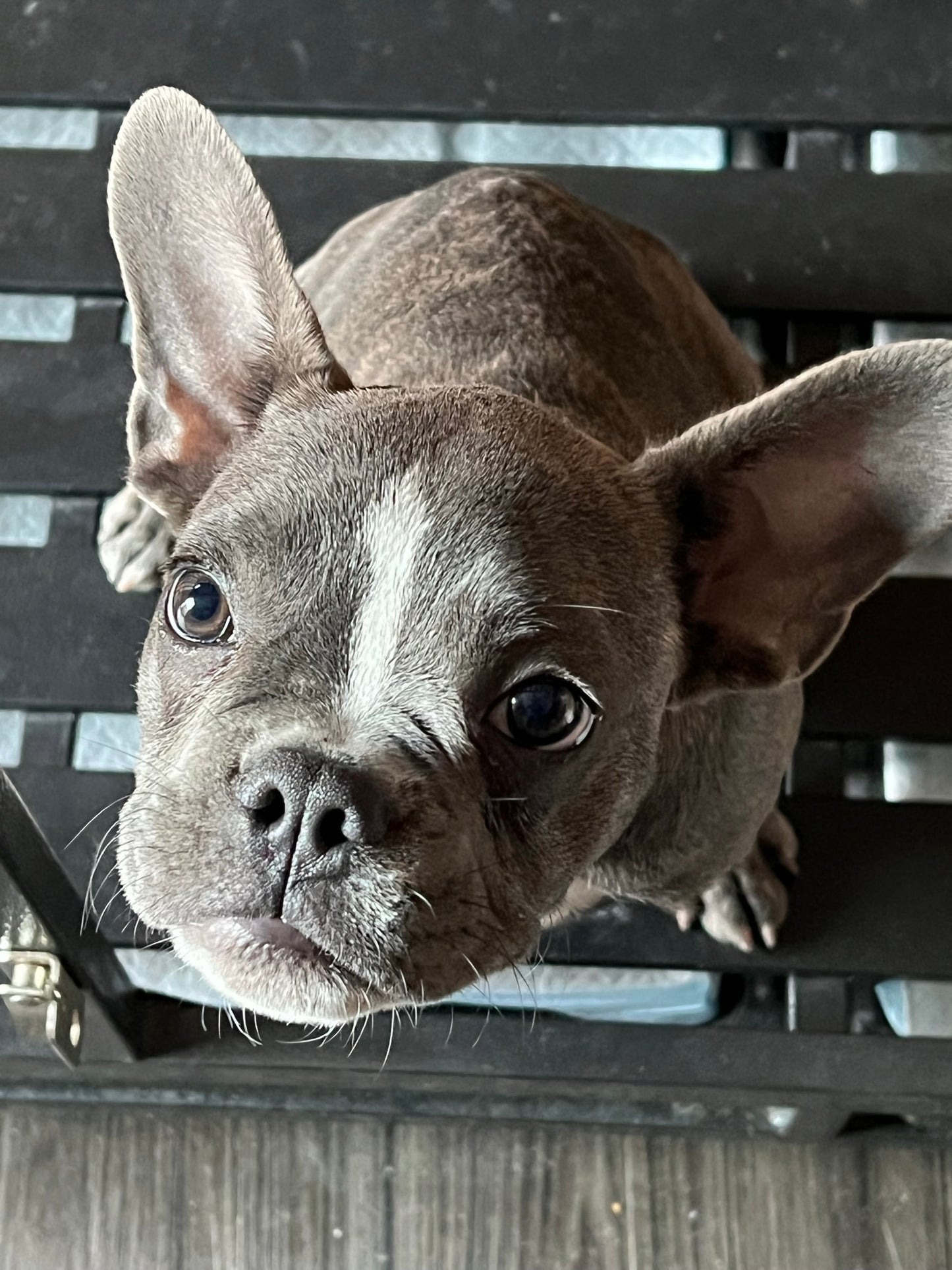 Nicky-MALE - BLUE BRINDLE