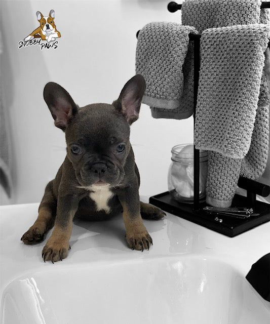 Belle - FEMALE - BLUE Tri-Color