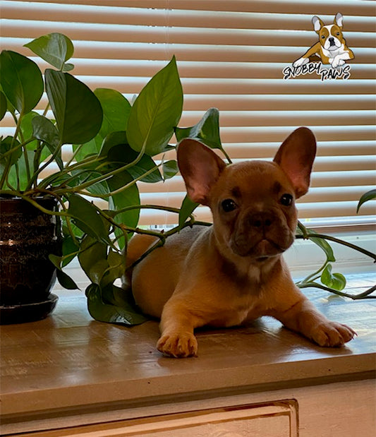 Nugget-MALE - BLUE FAWN