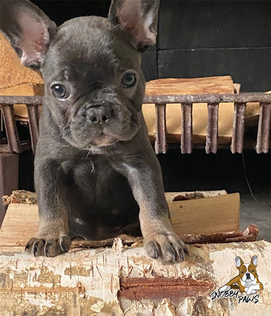 Bluey - FEMALE - BLUE Tri-Color